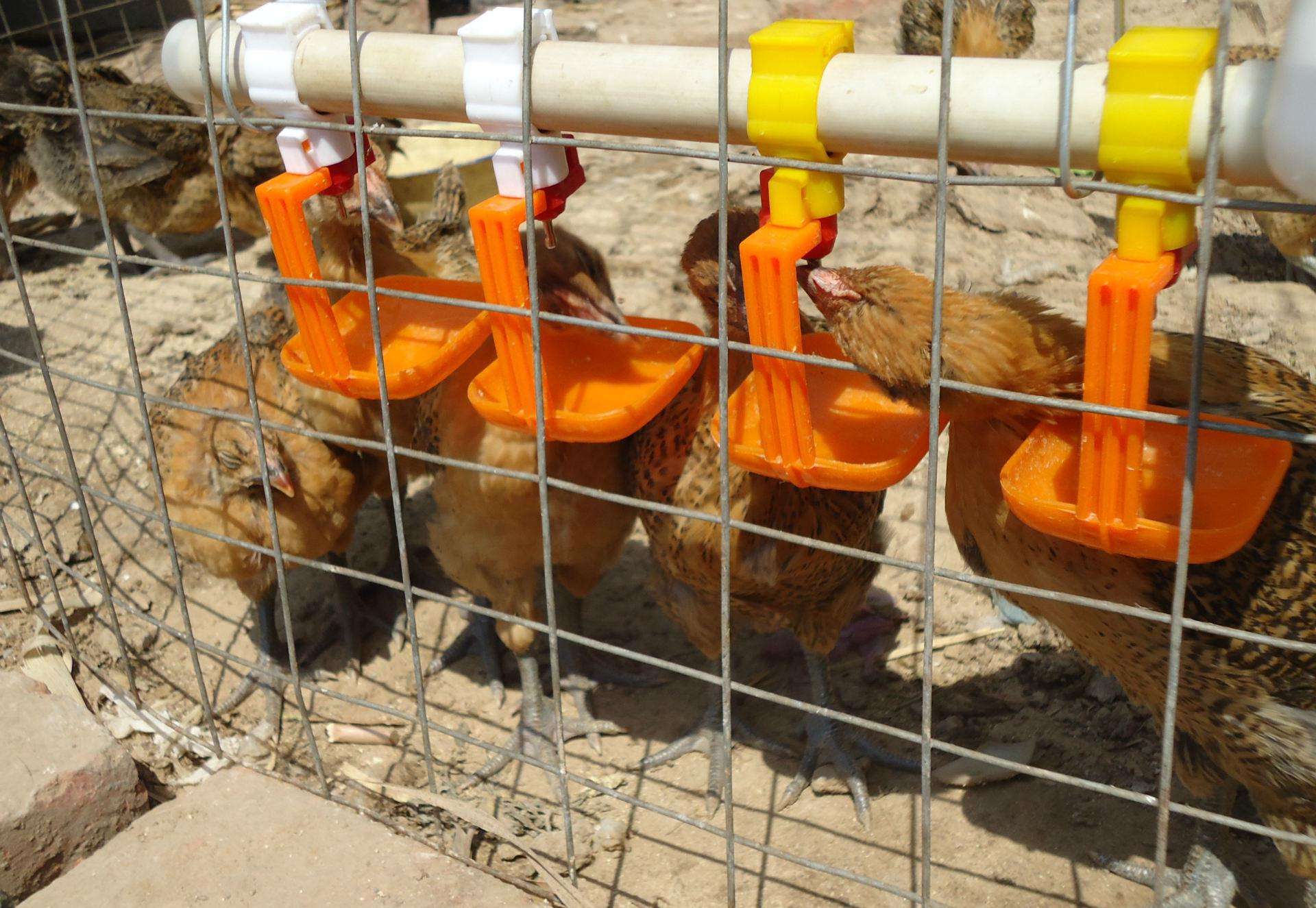 飲水器 飲水機和飲水器有區別嗎?